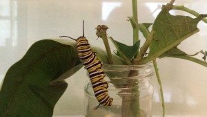 Monarch Caterpillar Transformation
