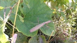 How Do They Compare: Waldorf, Montessori & Charlotte Mason?