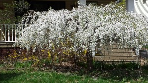 This Beautiful Tree Is A Huge Gift